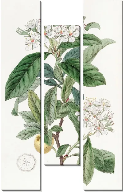 Картина Мексиканский боярышник (1815-1819)