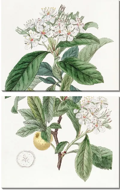 Картина Мексиканский боярышник (1815-1819)