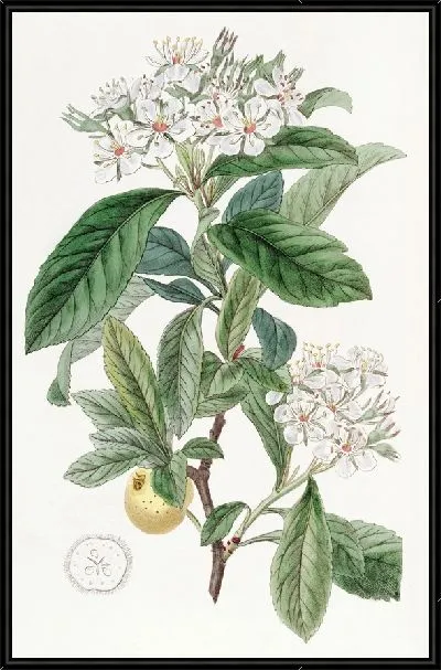 Картина Мексиканский боярышник (1815-1819)