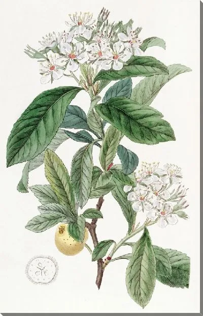 Картина Мексиканский боярышник (1815-1819)