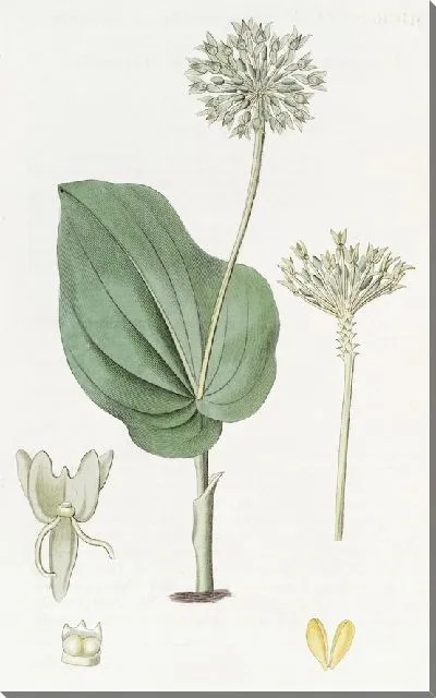 Картина Мексиканский змеиный язык-микростилис (1815-1819)