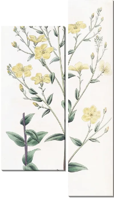 Картина Мексиканский лен (1815-1819)