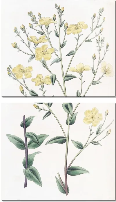 Картина Мексиканский лен (1815-1819)