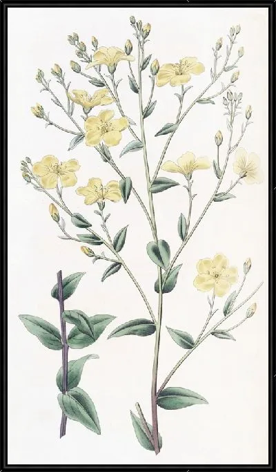 Картина Мексиканский лен (1815-1819)