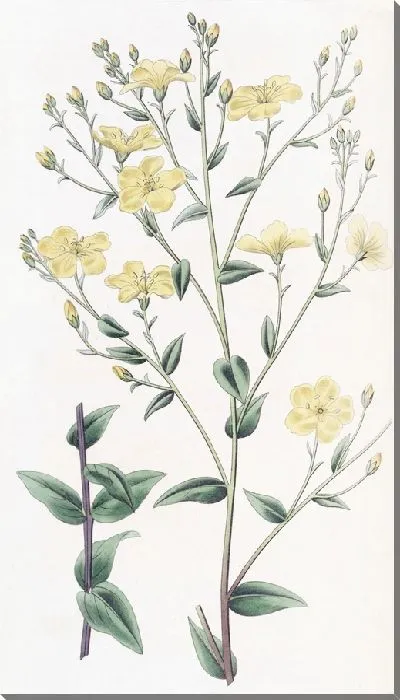 Картина Мексиканский лен (1815-1819)