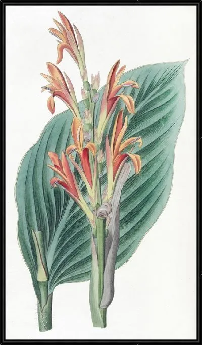 Картина Мендоса Канна (1815-1819)