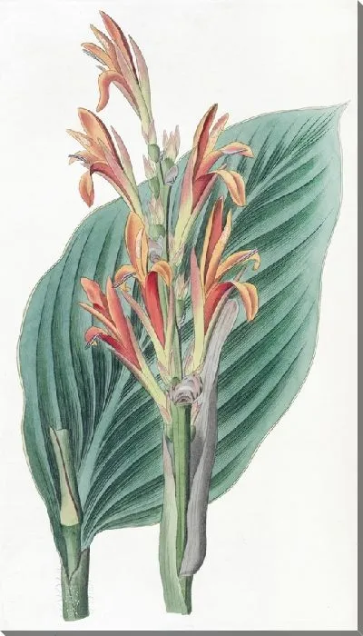 Картина Мендоса Канна (1815-1819)