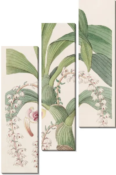 Картина Многохвостая Эрия (1815-1819)