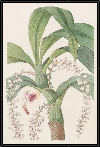 Картина Многохвостая Эрия (1815-1819)