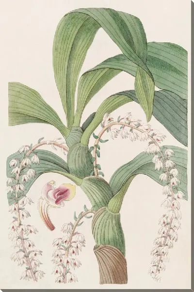 Картина Многохвостая Эрия (1815-1819)