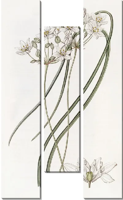Картина Молочно-белый геспероскордум (1815-1819)