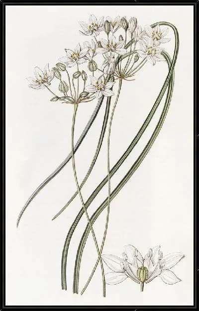 Картина Молочно-белый геспероскордум (1815-1819)