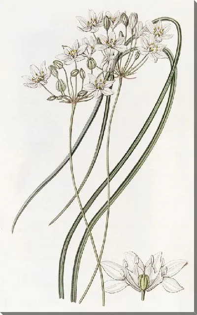 Картина Молочно-белый геспероскордум (1815-1819)