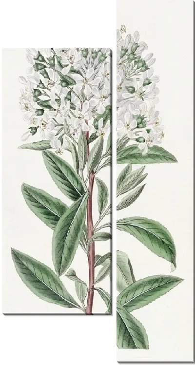 Картина Монтевидео Эскалония (1815-1819)