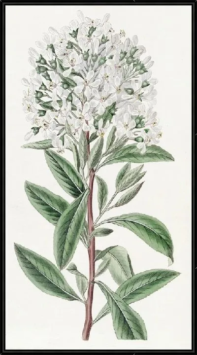 Картина Монтевидео Эскалония (1815-1819)