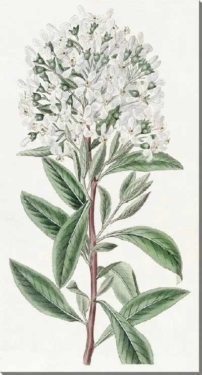 Картина Монтевидео Эскалония (1815-1819)