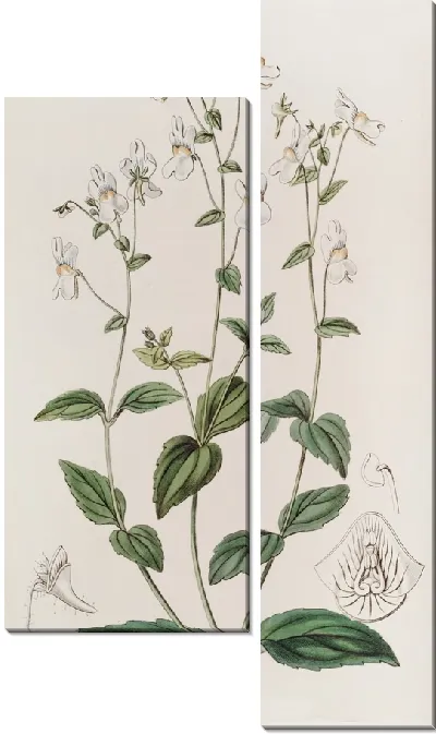 Картина Немезия многоцветковая (1815-1819)