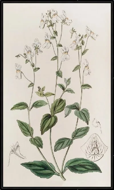 Картина Немезия многоцветковая (1815-1819)