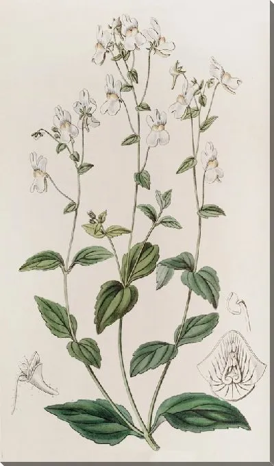 Картина Немезия многоцветковая (1815-1819)