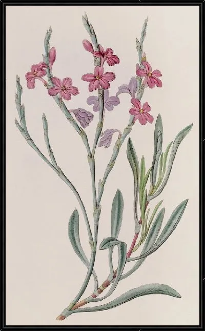 Картина Однолепестная морская лаванда (1815-1819)