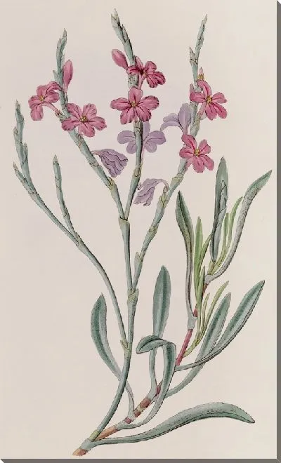 Картина Однолепестная морская лаванда (1815-1819)