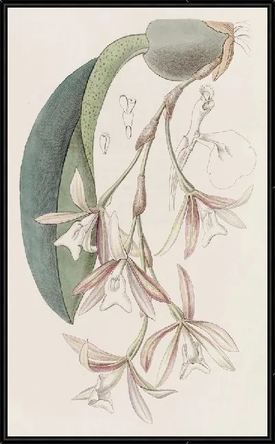 Картина Пилумна рыхлоцветковая (1815-1819)