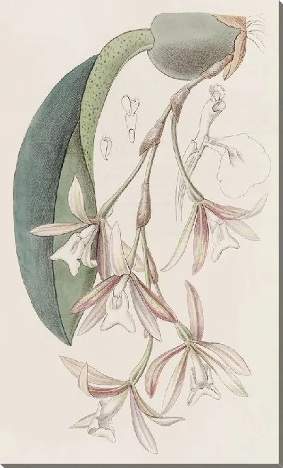 Картина Пилумна рыхлоцветковая (1815-1819)