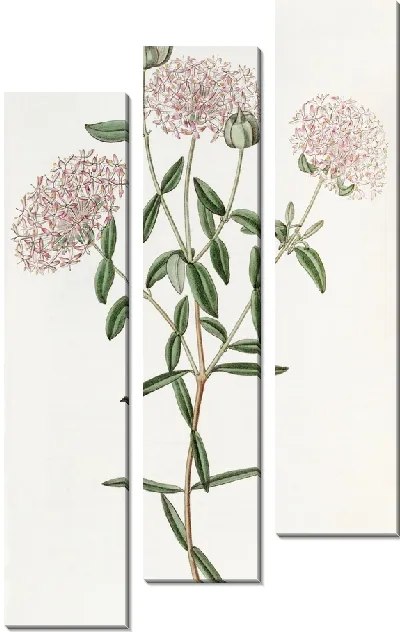 Картина Пимелея длинностебельная (1815-1819)