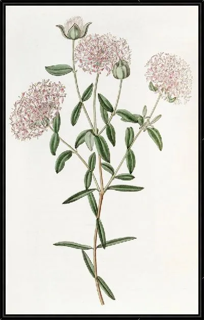 Картина Пимелея длинностебельная (1815-1819)