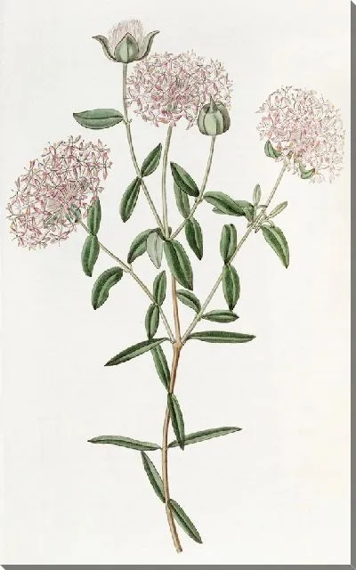 Картина Пимелея длинностебельная (1815-1819)