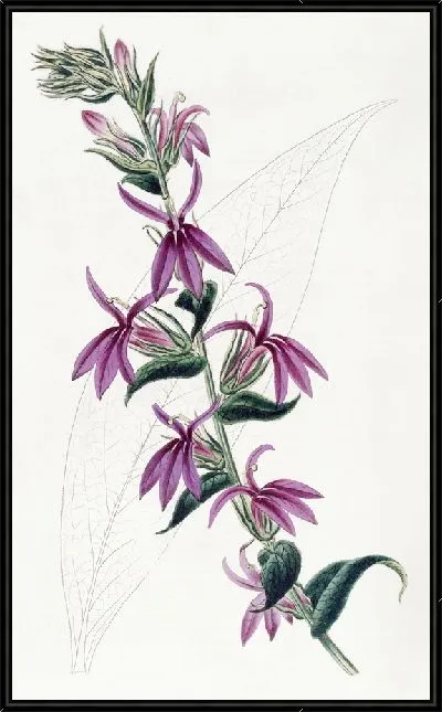 Картина Пурпурная лобелия Лоу (1815-1819)