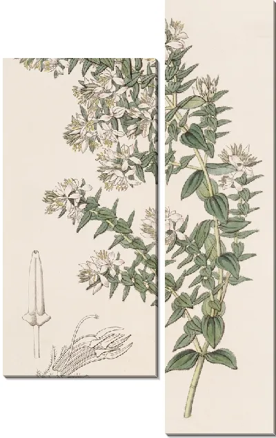 Картина Рыхлая Марсеция (1815-1819)