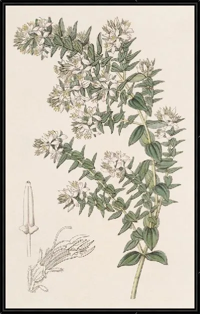 Картина Рыхлая Марсеция (1815-1819)