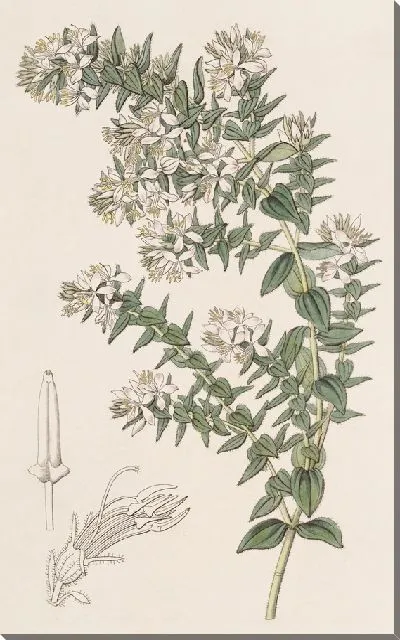 Картина Рыхлая Марсеция (1815-1819)