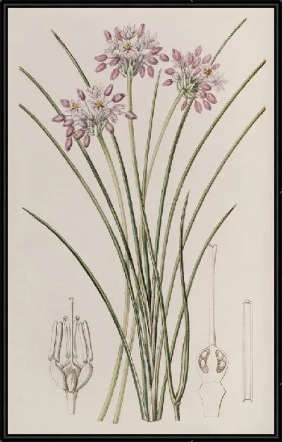 Картина Сауэрбея с рыхлыми цветами (1815-1819)