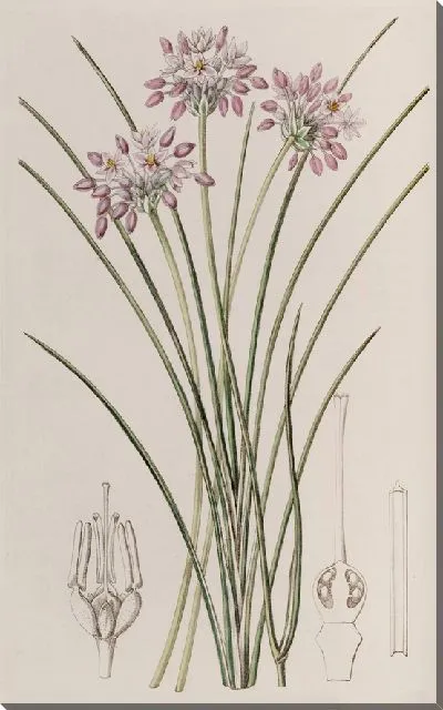 Картина Сауэрбея с рыхлыми цветами (1815-1819)