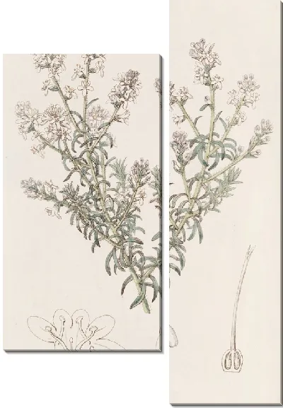 Картина Селаго рыхлоцветковый (1815-1819)