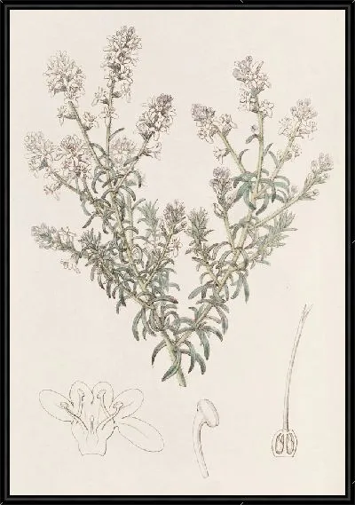 Картина Селаго рыхлоцветковый (1815-1819)