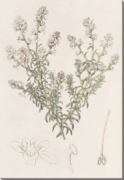 Картина Селаго рыхлоцветковый (1815-1819)