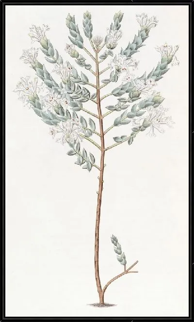 Картина Скромная Пимелея (1815-1819)