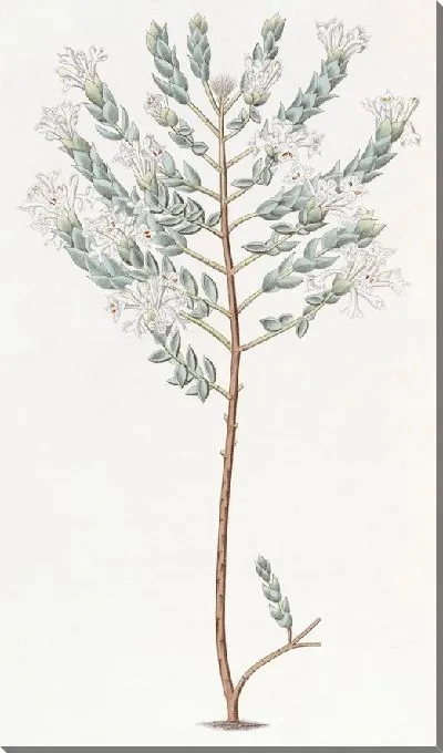 Картина Скромная Пимелея (1815-1819)