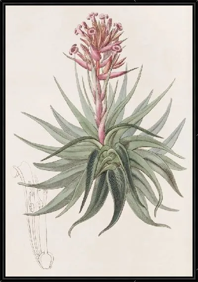 Картина Тилландсия маринового цвета (1815-1819)