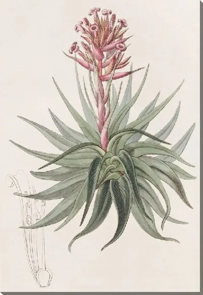 Картина Тилландсия маринового цвета (1815-1819)