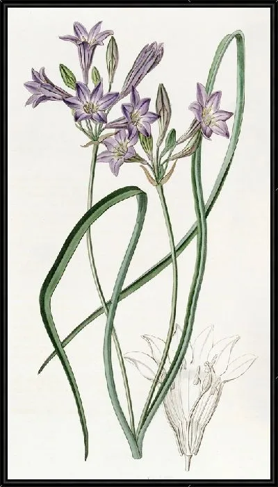 Картина Трителея рыхлоцветущая (1815-1819)