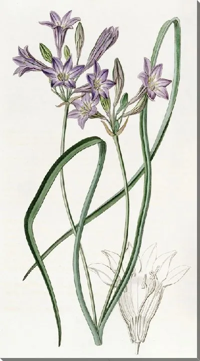 Картина Трителея рыхлоцветущая (1815-1819)