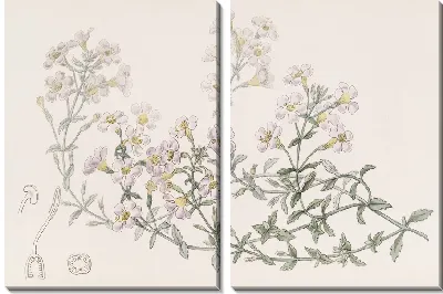 Картина Хеностома многоцветковая (1815-1819)