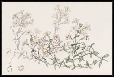 Картина Хеностома многоцветковая (1815-1819)