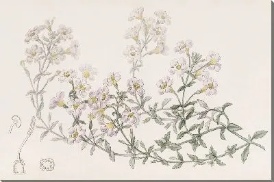 Картина Хеностома многоцветковая (1815-1819)