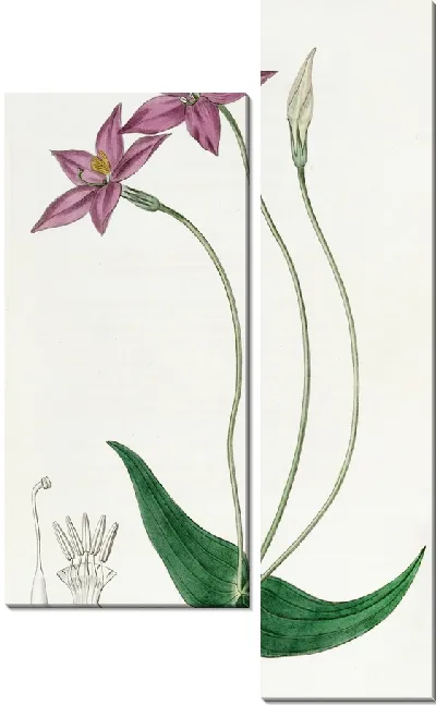 Картина Хирония длинностебельная (1815-1819)