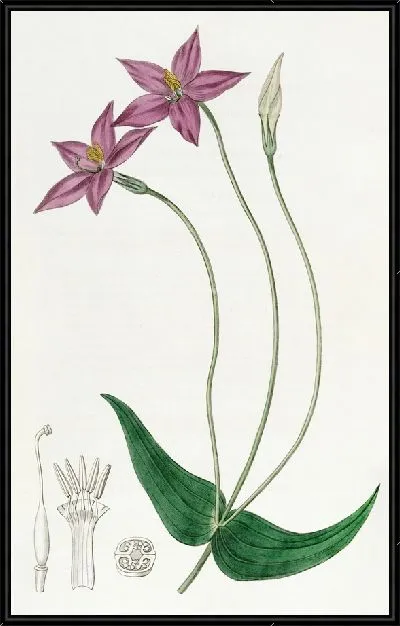 Картина Хирония длинностебельная (1815-1819)